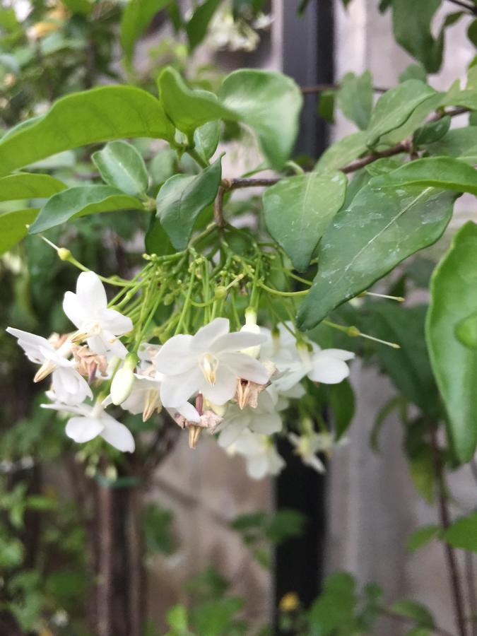 Maesot Siri Otel Mae Sot Dış mekan fotoğraf